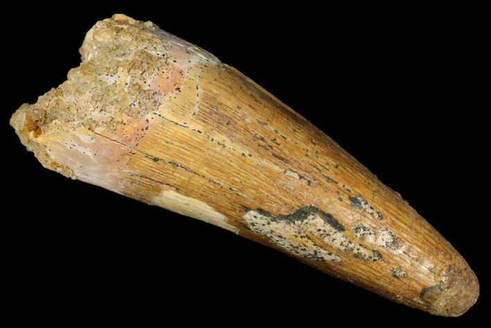 Cretaceous Fossil Crocodile Tooth - Morocco #185375